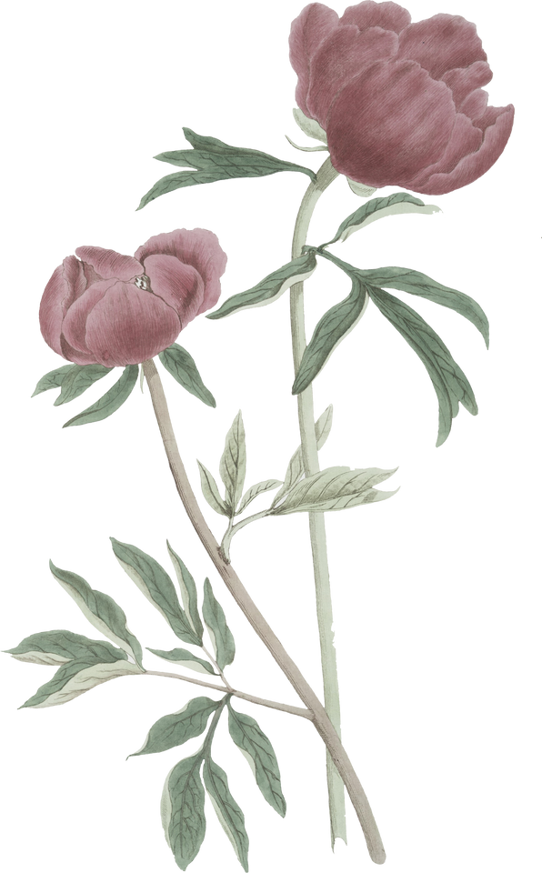 Floral Plant Illustration